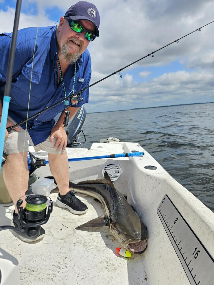 Cobia